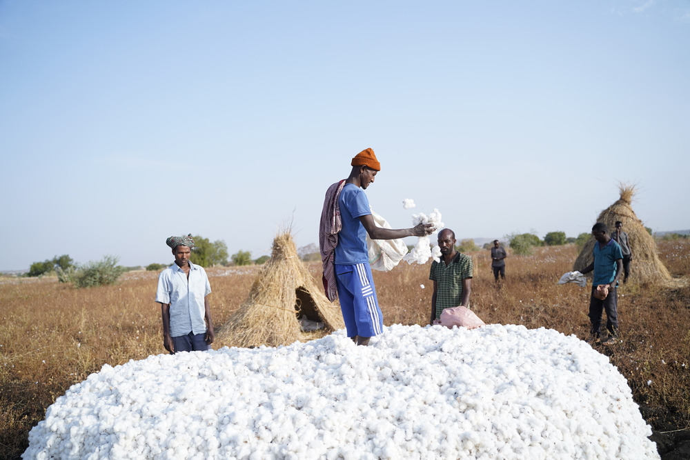 Getu Kassa (centre) and other farm workers pick cotton on a farm in the Abdurafi area. They have come from the highlands, where there is no immunity against kala azar or malaria, and they work and sleep in the fields during the night, leaving them susceptible to both diseases. © AMANUEL SILESHI/MSF